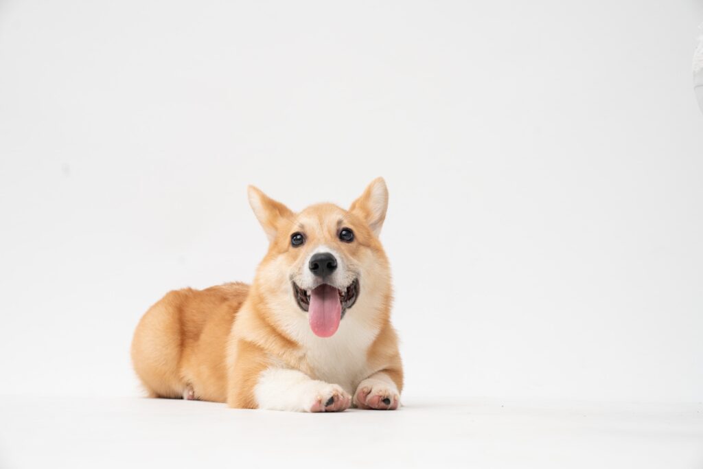 Just a cute corgi, not a dog with bad breath