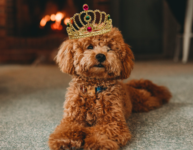 Popular Britain Royal Family-themed Dog's Name