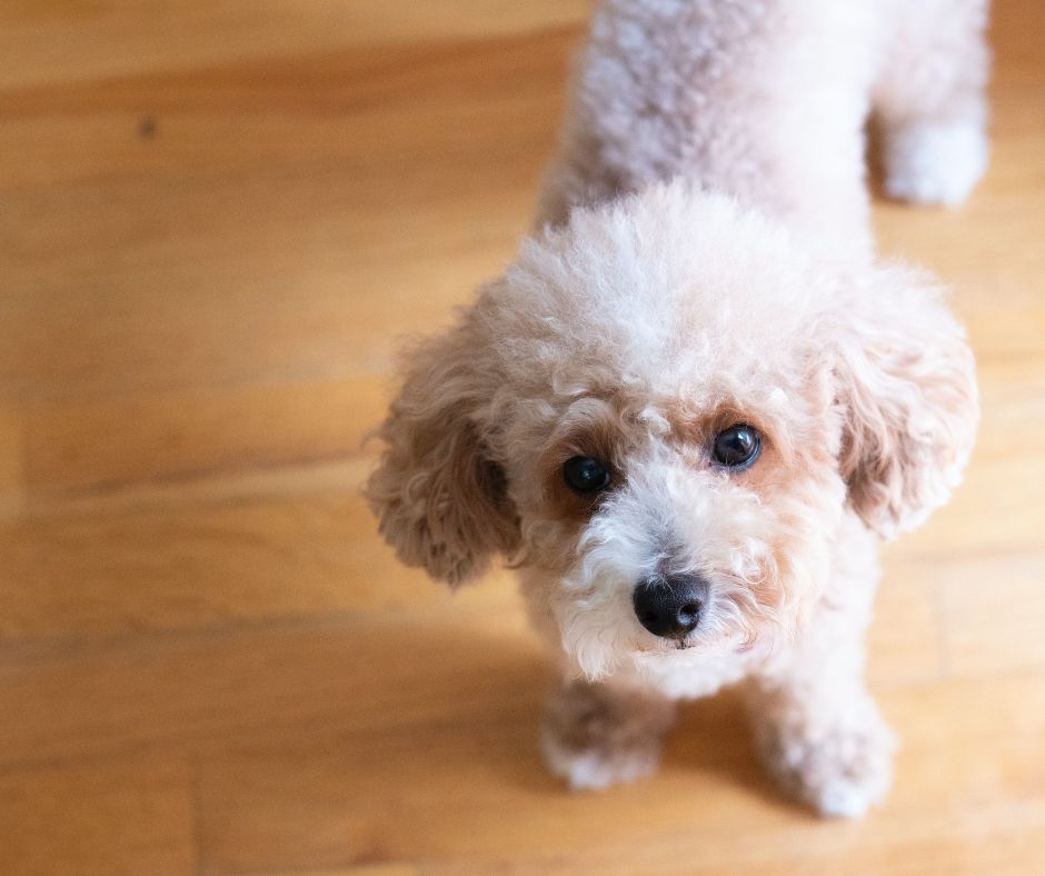 a picture of a toy poodle breed