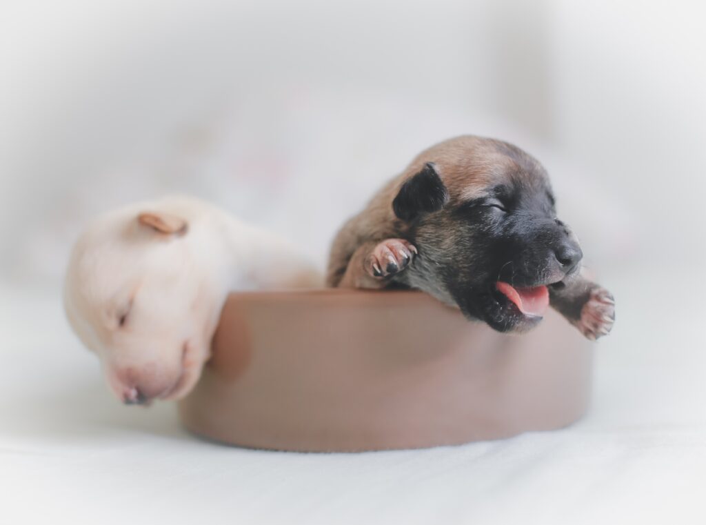 some cute puppies with cute dog name