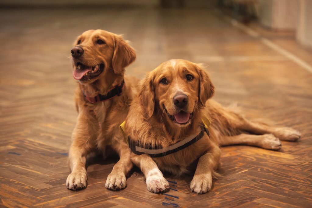 Golden Retrievers